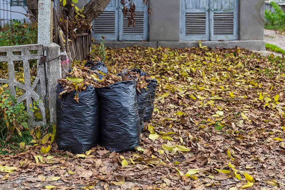 Four black garbage bags filled with fallen leaves placed beside a concrete fence in a residential yard.