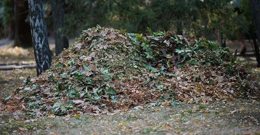 Pile of raked autumn leaves gathered in a park surrounded by trees and grass.